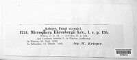 Erysiphe ehrenbergii image